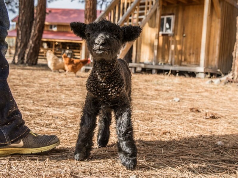 Black lamb standing in a farmyard with a person’s foot in the foreground, surrounded by chickens and wooden structures in the background. The lamb has curly wool and a playful expression, showcasing a rural farming environment.