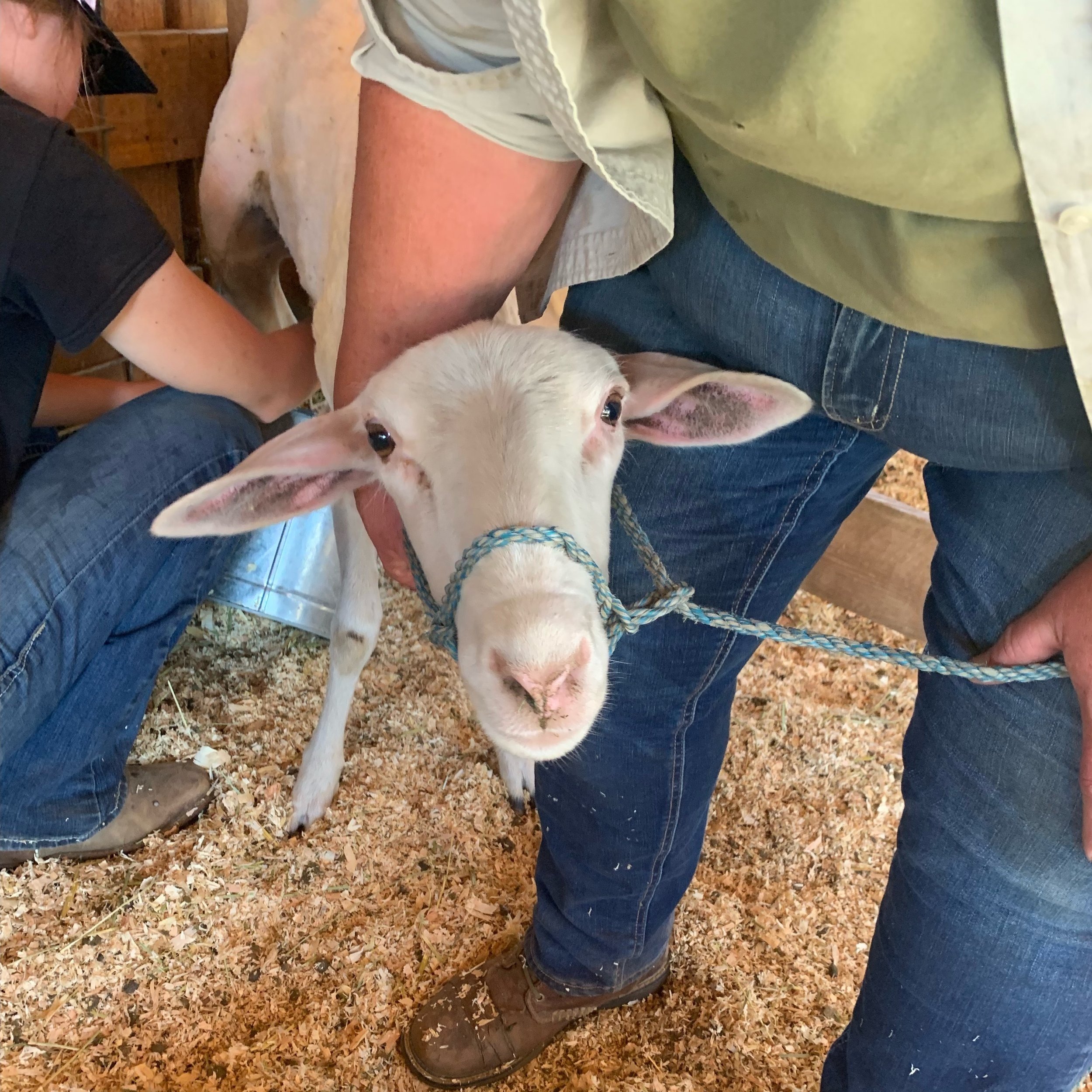 Kaiya+Pelletier+-+Anna+with+Sheep+2 A person gently holds a young goat by a rope halter in a barn setting, with another individual visible in the background. The barn floor is covered in wood shavings, creating a rustic atmosphere suitable for livestock care.